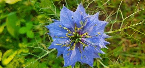 Nigelle ou cumin noir © Theo