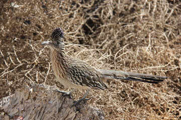 Road Runner