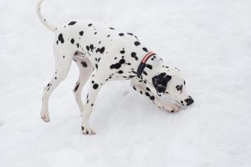 Cute dalmatian puppy on a white snow in the winter park. Pet animals.