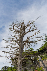 17 Mile Drive, California, USA