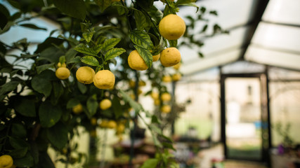 Lemon tree