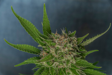 White Russian and Special Queen variety of marijuana medical flower