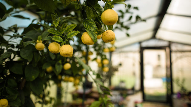 Lemon tree