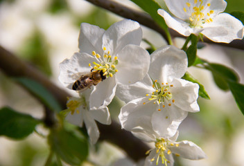 The bee pollinates the flowers. A bee sits on the white flowers of an Apple tree.