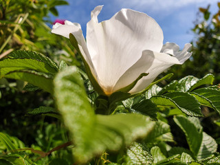 Rose hip flower-autumn smile. Bees collect the last nectar from a beautiful white flower. Yagry Island, Severodvinsk