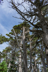 17 Mile Drive, California, USA