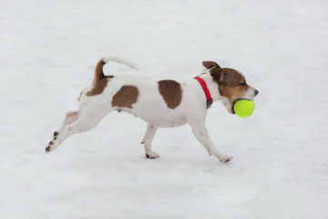 Jack russell terrier puppy is running with his ball in the winter park. Pet animals.