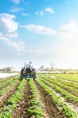 A farmer drives a tractor across potato plantation field. Processing and cultivation of soil....