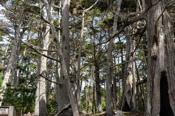 Fototapeta premium 17 Mile Drive, California, USA