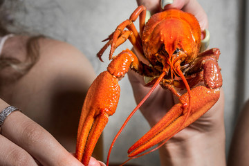 boiled cancer look into the camera. Two hands hold him