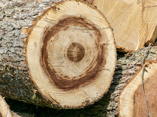 cut wood tree section with cracks and annual rings, flat wooden surface with annual rings, natural...