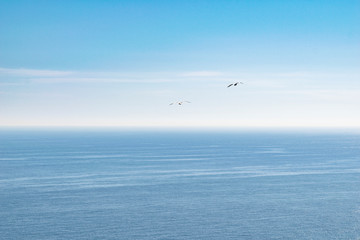 Fototapeta na wymiar gulls flying at the edge of the cliffs with the ocean in the background