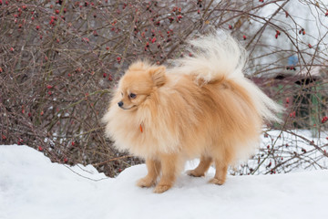 Cute deutscher spitz puppy is standing on a white snow in the winter park. Pet animals.