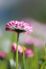 Obraz premium pink cosmos flower