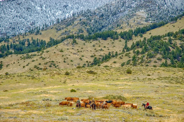 Fototapeta premium Montana cowboys cattle roundup