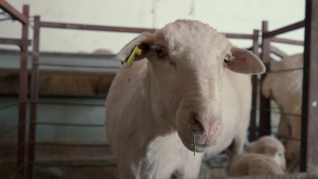 primer plano de oveja mirando a c&aacute;mara despu&eacute;s de ser esquilada