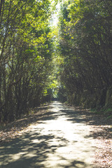 I walk in the forest surrounded by trees and the sun's rays enter between them, horizontally and vertically