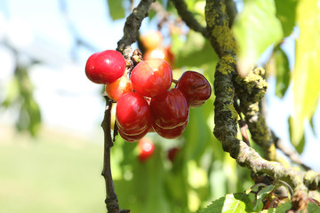 Twig of cherry tree with red cherries. Composite photo