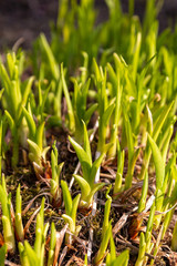 green leaves in the garden with bokeh on golden hour