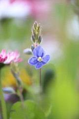 violet flower in the garden