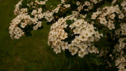 Flowers and leaves on a tree in a clearing. Free entry space.