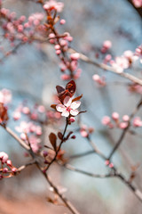 blooming pink flowers on tree on blue background