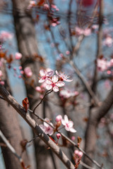 blooming pink flowers on tree on blue background