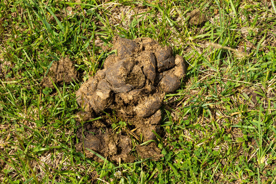 Cow fecal matter. Organic material that causes global warming and weakens the ozone layer.