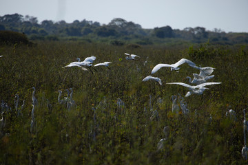 A flock of water birds at brazilian pantanal  Wildlife scenic.