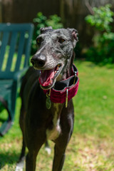 Black greyhound tongue out