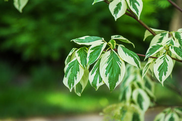 Cornus alba Elegantissima foliage. Green and white leaves on a bush branch. 