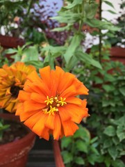 orange flower in the garden