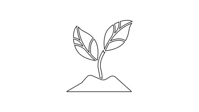 Black line Plant icon isolated on white background. Seed and seedling. Leaves sign. Leaf nature. 4K Video motion graphic animation