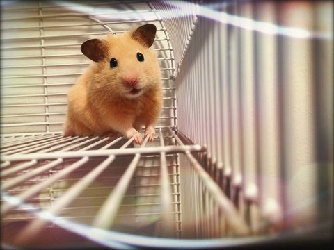 Portrait Hamster In Cage