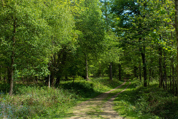 Obraz na płótnie Canvas A path goes through a lush spring forest