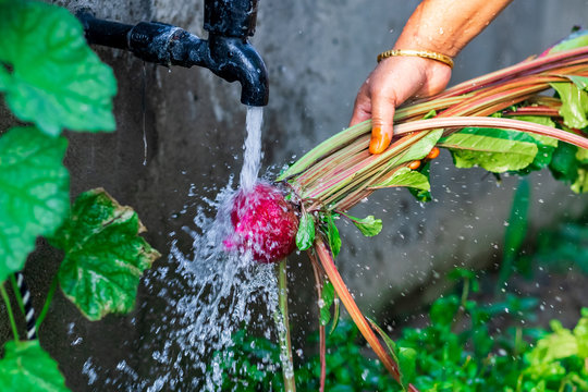 Home Gardening Concept. Hand of middle-aged woman rinse mud with water from the freshly harvested beets or beetroot in backyard organic garden. selective focus
