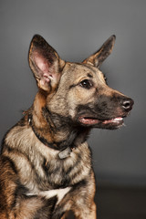 brown young dog mongrel