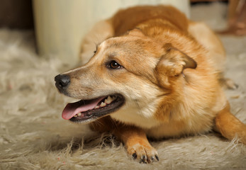 redhead happy young dog mongrel
