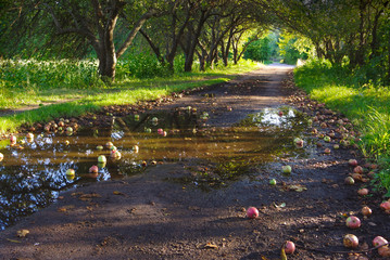 Fototapete bei efototapeten.de bestellen   