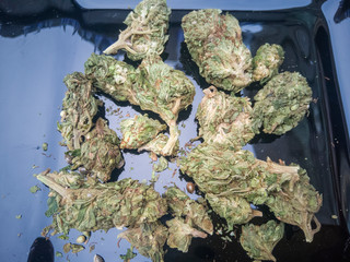 mariguana, marijuana, cannabis, hierba, verde, natural, medicinal, planta sagrada.