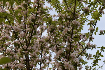 blossoming apple tree