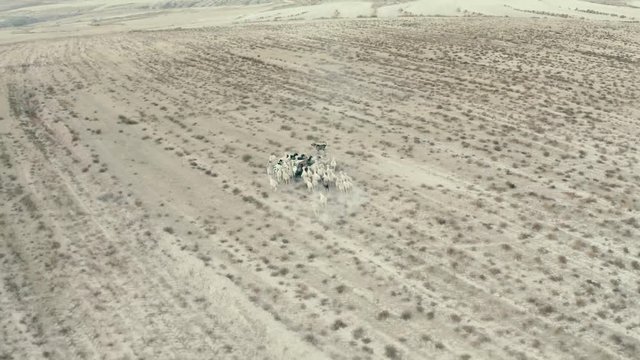 Reba&ntilde;o de ovejas en el campo con perro. Vuelo con drone mientras las ovejas pastan
