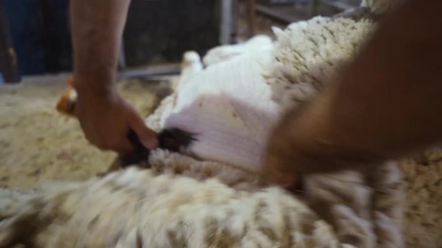 Pastor esquilando oveja. Oveja con pastor cort&aacute;ndole la lana.