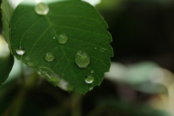 Dew on a leaf