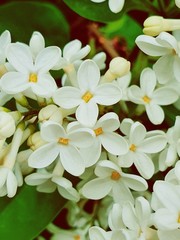 Fototapeta premium white frangipani flowers
