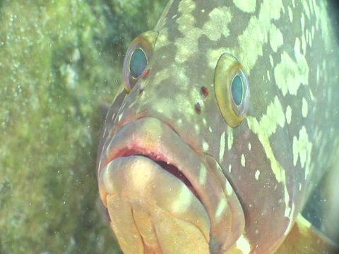 grouper fish underwater close up eyes looking to camera ocean scenery  fish portrait