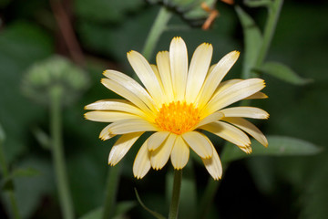 Fototapeta premium Beautiful yellow calendula is growing on a meadow.