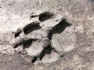 Orma di animale selvatico nel terreno