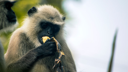 A group of monkeys came out of jungle in search for food