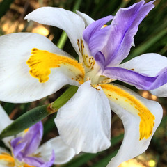 Fototapeta na wymiar Purple and Yellow Iris 